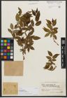 Foto von Salix phylicifolia var. sinensis Hand.-Mazz.